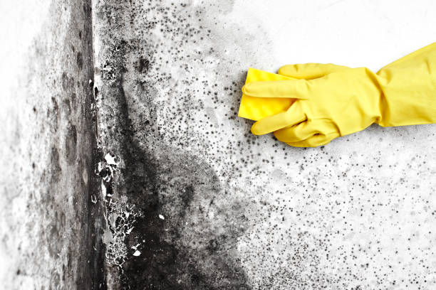 Best Mold Cleaning Services  in Kingfisher, OK