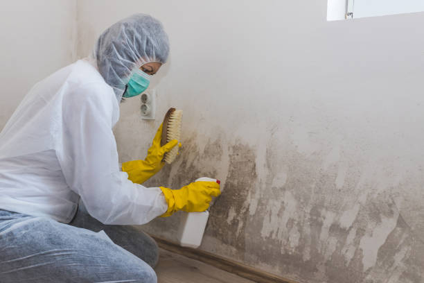 Best Emergency Mold Removal  in Kingfisher, OK