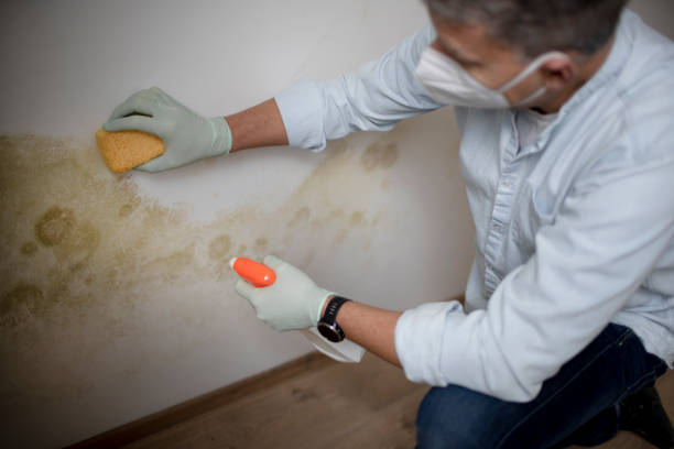 Best Mold Removal Company Near Me  in Kingfisher, OK
