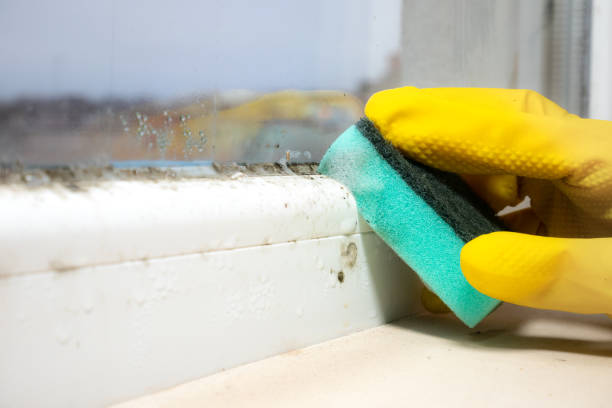 Best Mold Damage Repair  in Kingfisher, OK