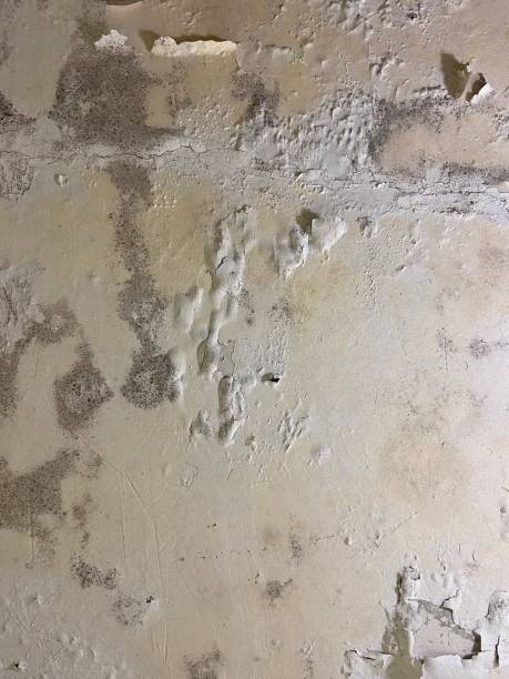 Best Local Mold Removal Service  in Kingfisher, OK