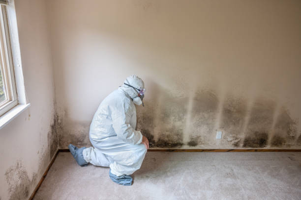Best Mold Inspection  in Kingfisher, OK