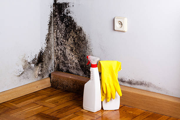Best Mold Testing and Removal  in Kingfisher, OK