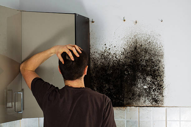 Mold Removal and Inspection in Kingfisher, OK