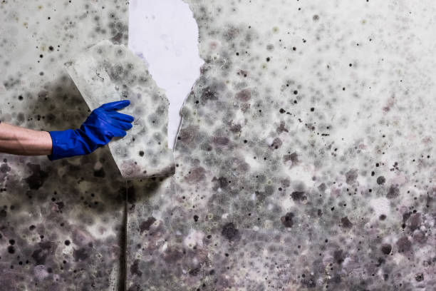 Trusted Kingfisher, OK Mold Removal Experts