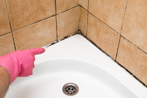 Best Toxic Mold Removal  in Kingfisher, OK